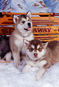 PUP 02 RK0140 03
Alaskan Malamute Puppies Laying On Snow By Sled Studio