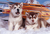 PUP 02 RK0140 04
Alaskan Malamute Puppies Laying On Snow By Sled Studio
