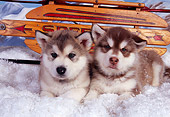 PUP 02 RK0140 05
Alaskan Malamute Puppies Laying On Snow By Sled Studio