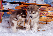 PUP 02 RK0141 05
Two Alaskan Malamute Puppies Playing With Rope On Snow By Sled