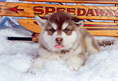 PUP 02 RK0143 02
Alaskan Malamute Puppy Laying On Snow By Sled