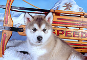 PUP 02 RK0144 02
Shoulder Shot Of Alaskan Malamute Puppy By Sled