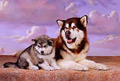 PUP 02 RK0149 03
Alaskan Malamute Adult And Puppy Sitting Together Purple Clouds Background