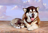 PUP 02 RK0149 20
Alaskan Malamute Adult And Puppy Sitting Together Purple Clouds Background