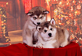 PUP 02 RK0150 01
Two Alaskan Malamute Puppies Laying Together Christmas Background