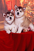PUP 02 RK0151 01
Two Alaskan Malamute Puppies Sitting Together Christmas Background