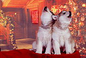 PUP 02 RK0151 04
Two Alaskan Malamute Puppies Sitting Together Christmas Background