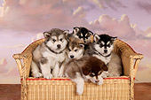 PUP 02 RK0155 01
A Group Of Alaskan Malamute Puppies On Chair