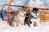 PUP 02 RK0156 01
Two Alaskan Malamute Puppies Sitting By Sled On Snow