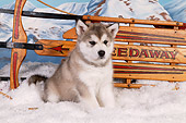 PUP 02 RK0157 01
Alaskan Malamute Puppy Sitting By Sled On Snow