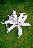 PUP 03 AB0001 01
Overhead View Of Dalmatian Puppies Eating From Food Bowl On Lawn