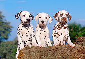 PUP 03 CB0001 01
Three Dalmatian Puppies Leaning On Log