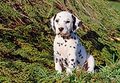 PUP 03 CB0005 01
Dalmatian Puppy Sitting In Brush
