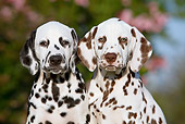 PUP 03 CB0016 01
Close-Up Of Two Dalmatian Puppies By Pink Blossoms