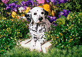 PUP 03 FA0017 01
Dalmatian Puppy Laying On Wooden Box By Purple Flowers And Shrubs