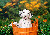 PUP 03 FA0020 01
Dalmatian Puppy Sitting In Wooden Bucket By Orange Marigolds