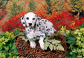 PUP 03 FA0022 01
Dalmatian Puppy Laying On Pinecones By Shrubs