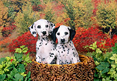 PUP 03 FA0023 01
Dalmatian Puppies Sitting In Pinecone Basket By Shrubs