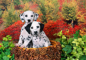 PUP 03 FA0024 01
Dalmatian Puppies Sitting In Pinecone Basket By Shrubs