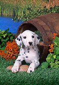 PUP 03 FA0026 01
Dalmatian Puppy Sitting in Barrel.