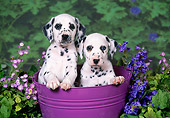 PUP 03 FA0029 01
Twp Dalmatian Puppies Sitting In Bucket With Flowers.
