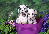 PUP 03 FA0030 01
Two Dalmatian Puppies Sitting In Bucket With Flowers