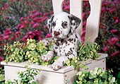 PUP 03 FA0033 01
Dalmatian Puppy Laying On Wooden Chair In Garden