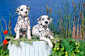 PUP 03 FA0039 01
Dalmatian Puppies On Upside-Down Bucket By Pond