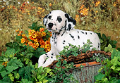 PUP 03 FA0044 01
Dalmatian Puppy Laying On Stump In Garden