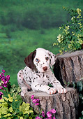 PUP 03 FA0045 01
Dalmatian Puppy Laying On Stump In Garden