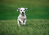 PUP 03 GR0001 04
Dalmatian Puppy Running On Grass Towards Camera