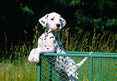 PUP 03 JN0001 01
Dalmatian Puppy Leaning Over Pen