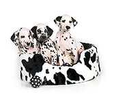 PUP 03 RK0093 05
Dalmatian Puppies Sitting In Black And White Bed With Ball White Seamless Background