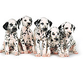 PUP 03 RK0229 01
Five Dalmatian Puppies Sitting On White Seamless