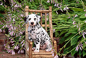 PUP 03 CE0003 01
Dalmatian Puppy Sitting On Chair By Flowers