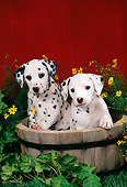 PUP 03 FA0002 01
Two Dalmatian Puppies Sitting In Wooden Bucket By Flowers