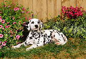 PUP 03 FA0006 01
Dalmatian Puppy Laying On Grass By Pink Flowers And Wall