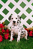 PUP 03 FA0007 01
Dalmatian Puppy Sitting On Grass By Red Flowers And Lattice