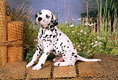 PUP 03 FA0008 01
Dalmatian Puppy Sitting On Dock By Lake