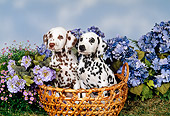 PUP 03 FA0011 01
Two Dalmatian Puppies Sitting In Basket By Blue Flowers