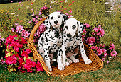 PUP 03 FA0012 01
Two Dalmatian Puppies Sitting In Basket By Red And Pink Flowers