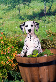 PUP 03 FA0016 01
Dalmation Puppy Standing In Barrel In Garden