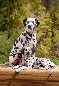 PUP 03 RC0002 01
Dalmatian Puppy Laying Next To Adult Sitting On Mat By Trees