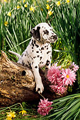 PUP 03 RC0004 01
Dalmatian Puppy Climbing On Log By Daffodils And Pink Flowers