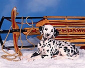 PUP 03 RK0006 12
Dalmatian 10 Weeks Old Laying In Snow Next To Sled
Blue Background