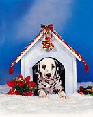 PUP 03 RK0011 08
Dalmatian 10 Weeks Old Laying In Christmas Decorated Dog House In Snow