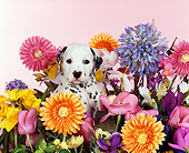 PUP 03 RK0068 01
Dalmatian Puppy Sitting Among Flowers Studio