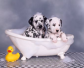 PUP 03 RK0070 07
Dalmatian Puppies Sitting In Bathtub With Bubbles Facing Camera Checkered Floor Gray Background