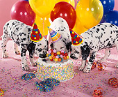 PUP 03 RK0074 03
Dalmatian Puppies Wearing Party Hats Eating Cake By Balloons And Streamers Pink Background