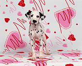 PUP 03 RK0084 01
Dalmatian Puppy Sitting Facing Camera On Valentine Heart Background